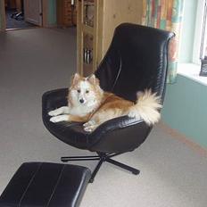 Islandsk fårehund Cody 