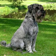 Mellemschnauzer Indy