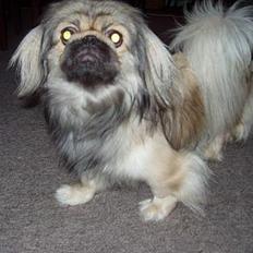 Pekingeser Molly 