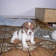Jack russell terrier Wazabi