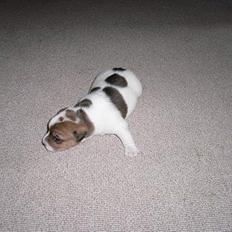 Jack russell terrier Wazabi