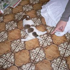 Jack russell terrier Wazabi