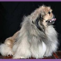 Pekingeser Hugo