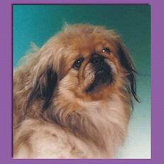 Pekingeser Hugo