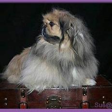 Pekingeser Hugo