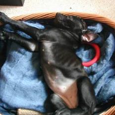 Blanding af racer Mea