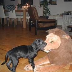 Blanding af racer Mea