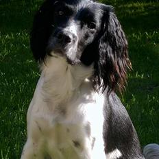 Field Trial spaniel kia
