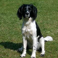 Field Trial spaniel kia