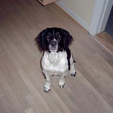 Field Trial spaniel kia