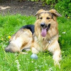 Blanding af racer Kalvin