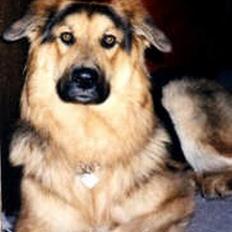 Blanding af racer Kalvin