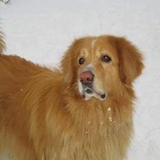 Hovawart Chivas **RIP**