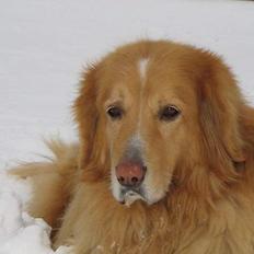 Hovawart Chivas **RIP**