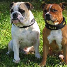 Staffordshire bull terrier ozzy