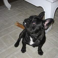 Fransk bulldog BUSTER