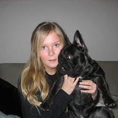 Fransk bulldog BUSTER