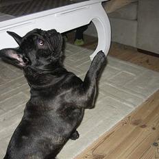 Fransk bulldog BUSTER