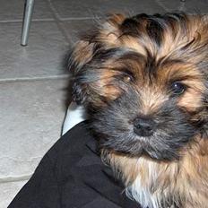 Lhasa apso Fu-kao Zombie (Balou)