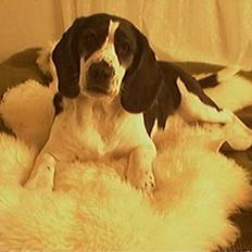 Blanding af racer Molly