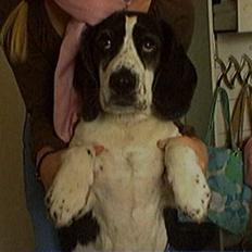 Blanding af racer Molly