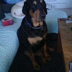 Blanding af racer Bandit