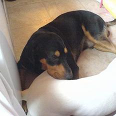 Blanding af racer Bandit