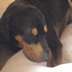 Blanding af racer Bandit