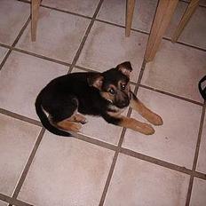 Schæferhund Zellica