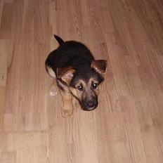 Schæferhund Zellica