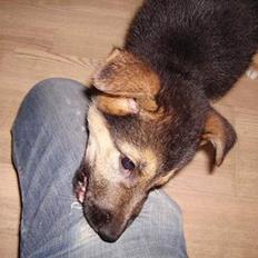 Schæferhund Zellica