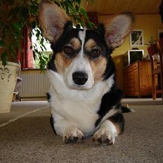 Welsh corgi cardigan A&H Faarup Wimmer