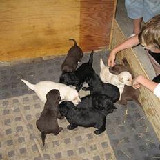 Labrador retriever *A. Ziggi*