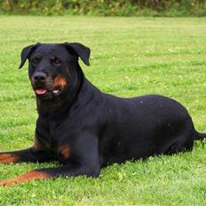 Rottweiler Chantie