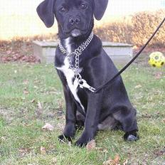 Blanding af racer Miss