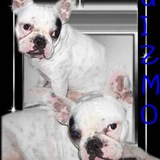 Fransk bulldog Gizmo * i hundehimlen*