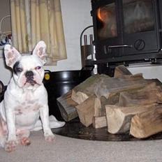 Fransk bulldog Gizmo * i hundehimlen*