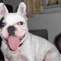 Fransk bulldog Gizmo * i hundehimlen*