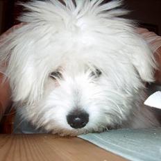 Coton de tulear coci  (rip)