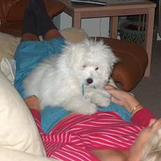 Coton de tulear coci  (rip)