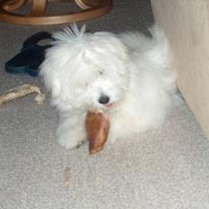 Coton de tulear coci  (rip)