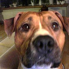 Amerikansk staffordshire terrier lissa tipit z hanky