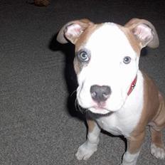 Amerikansk staffordshire terrier o0$chevy$0o hey hey alle 