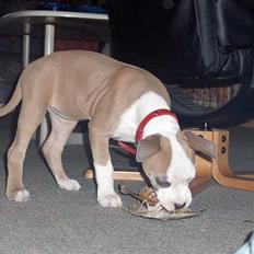 Amerikansk staffordshire terrier o0$chevy$0o hey hey alle 