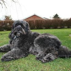 Tibetansk terrier Perle