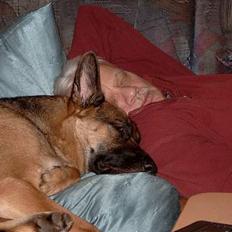 Schæferhund Zincks Gimmi