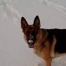 Schæferhund Zincks Gimmi