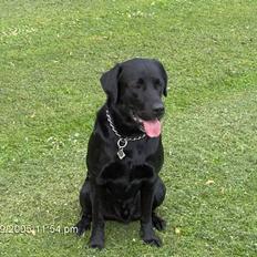 Labrador retriever Tim