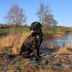 Labrador retriever Tim
