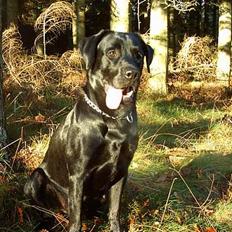 Labrador retriever Tim